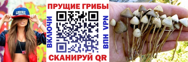 Галлюциногенные грибы MAGIC MUSHROOMS  Малоярославец 