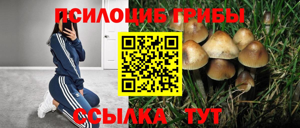 Псилоцибиновые грибы Cubensis Малоярославец